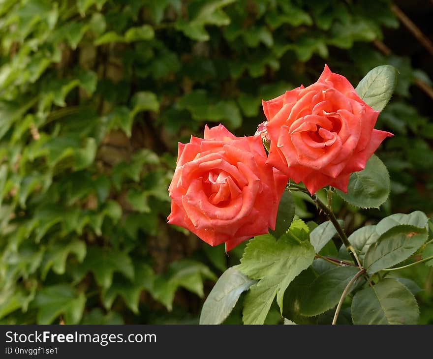 Rose, Flower, Rose Family, Garden Roses