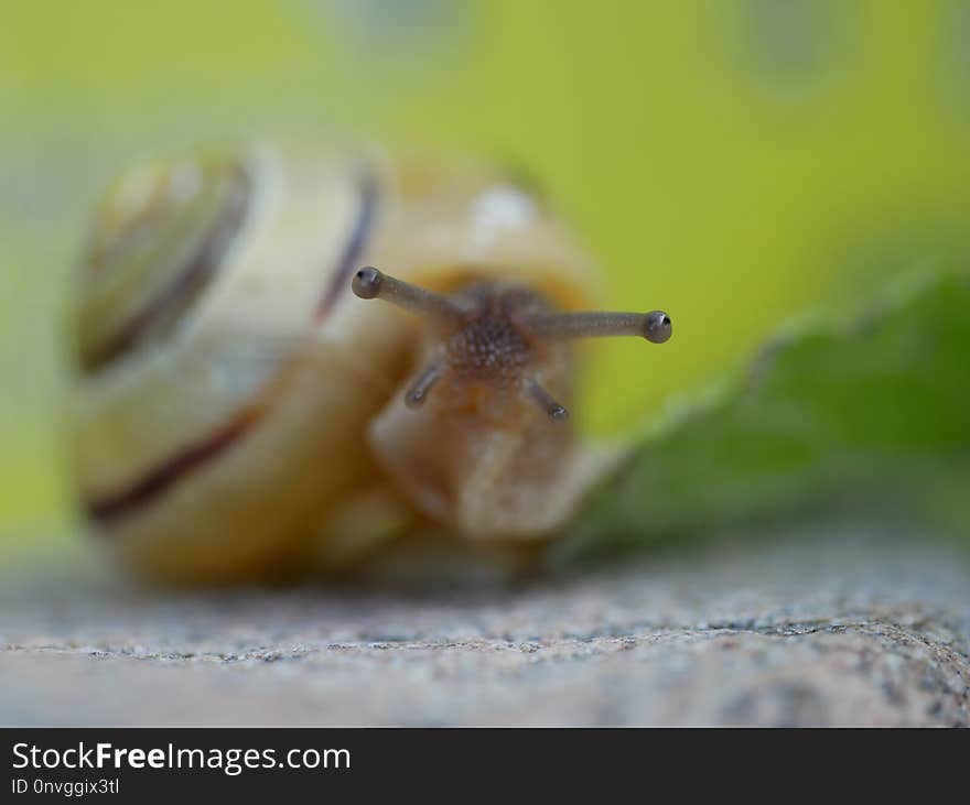 Snails And Slugs, Snail, Invertebrate, Molluscs