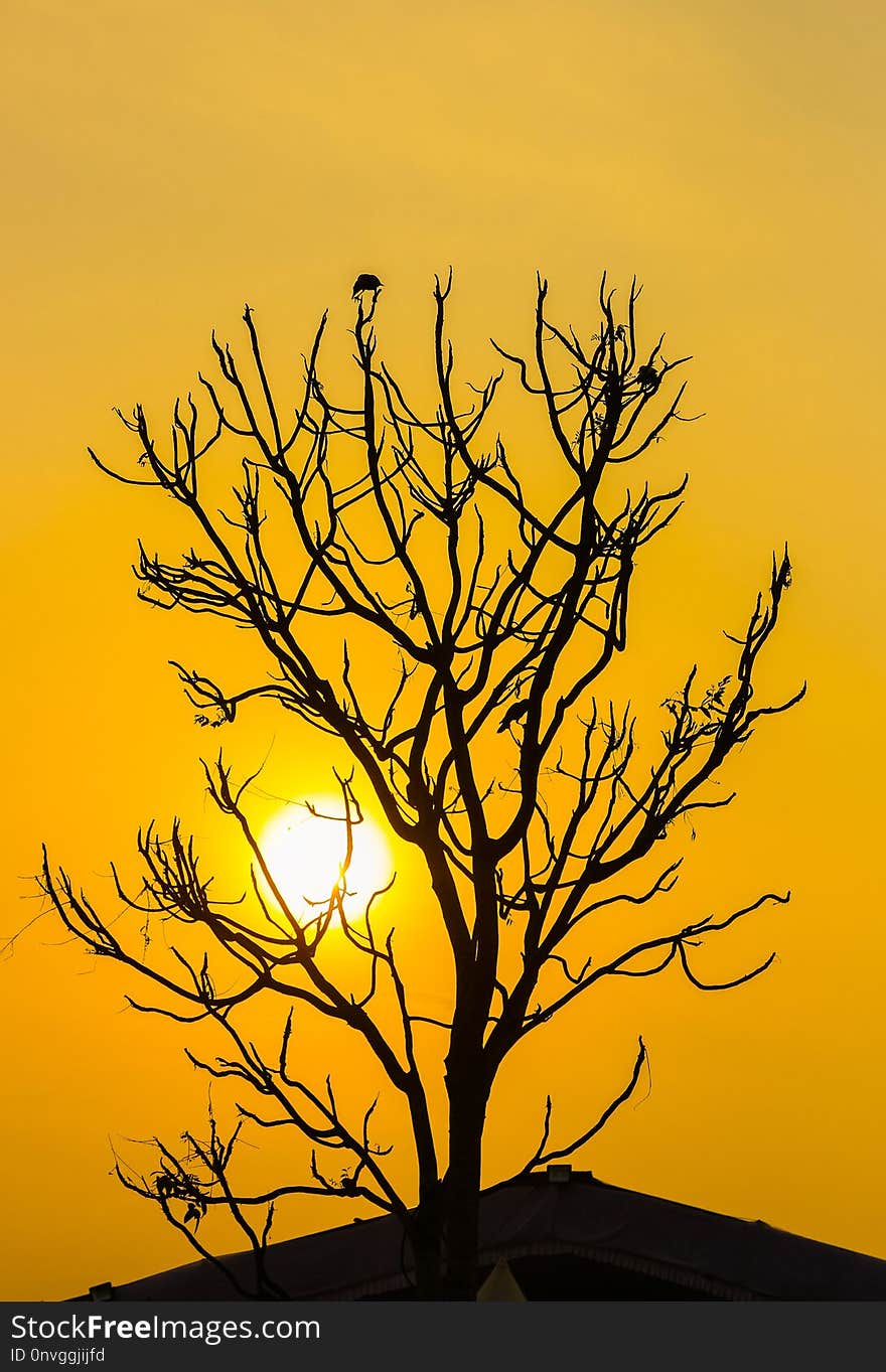 Yellow, Branch, Tree, Sky