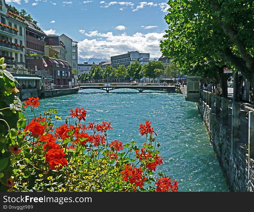 Waterway, Body Of Water, Canal, Flower