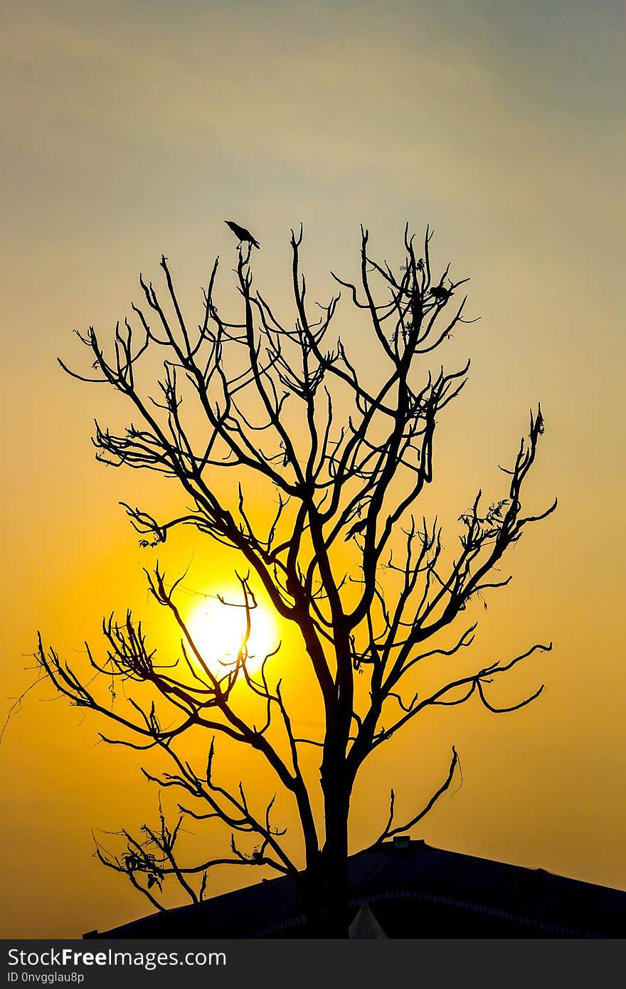 Sky, Branch, Tree, Morning