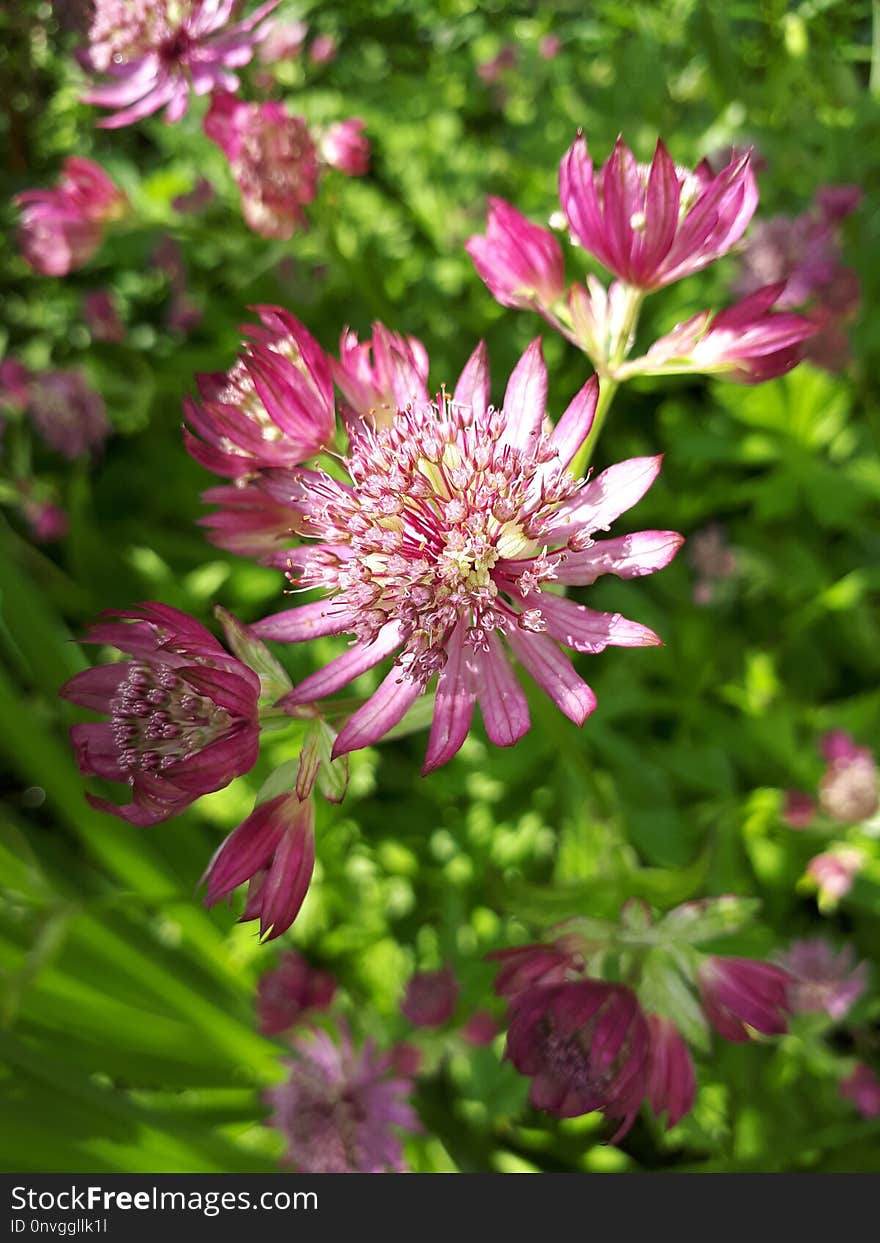 Flower, Plant, Flora, Annual Plant