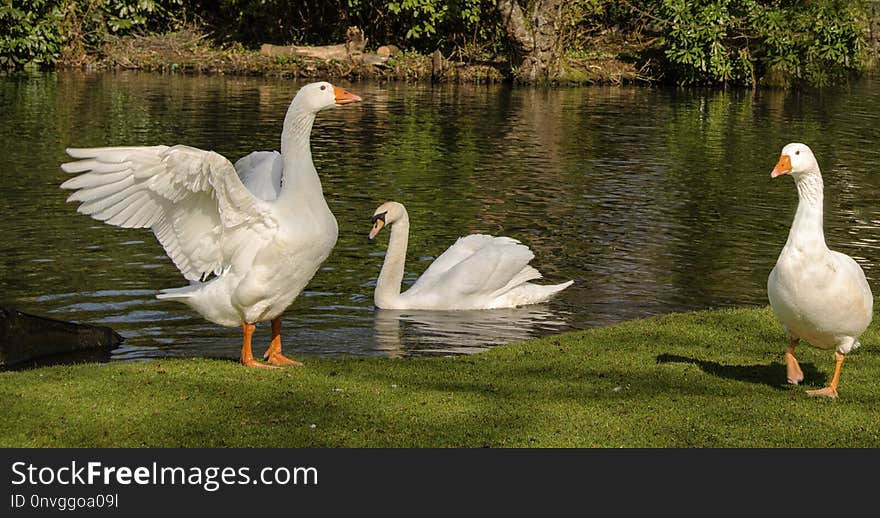 Water Bird, Bird, Ducks Geese And Swans, Pond