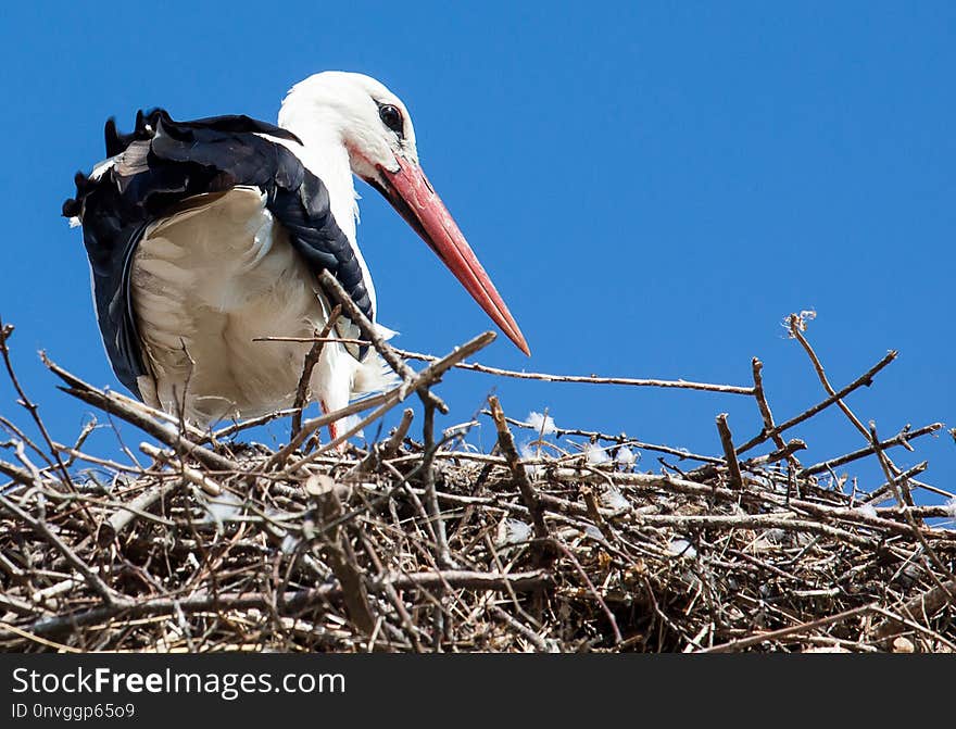 White Stork, Stork, Bird, Beak