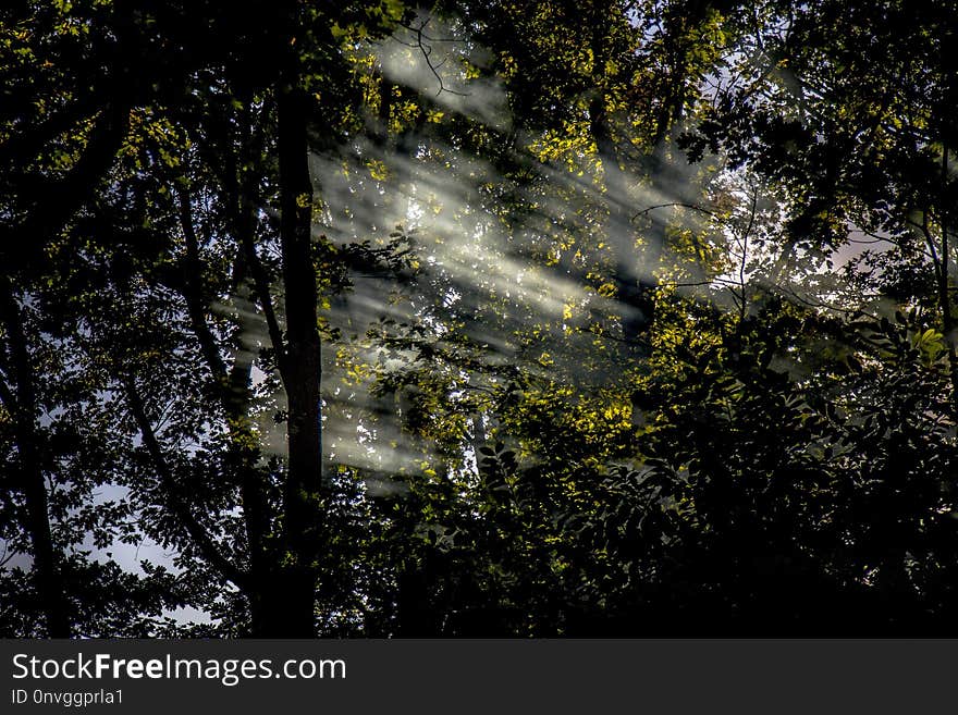 Nature, Tree, Sky, Forest