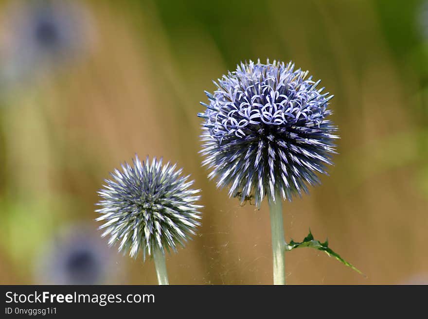 Thistle, Close Up, Flower, Plant