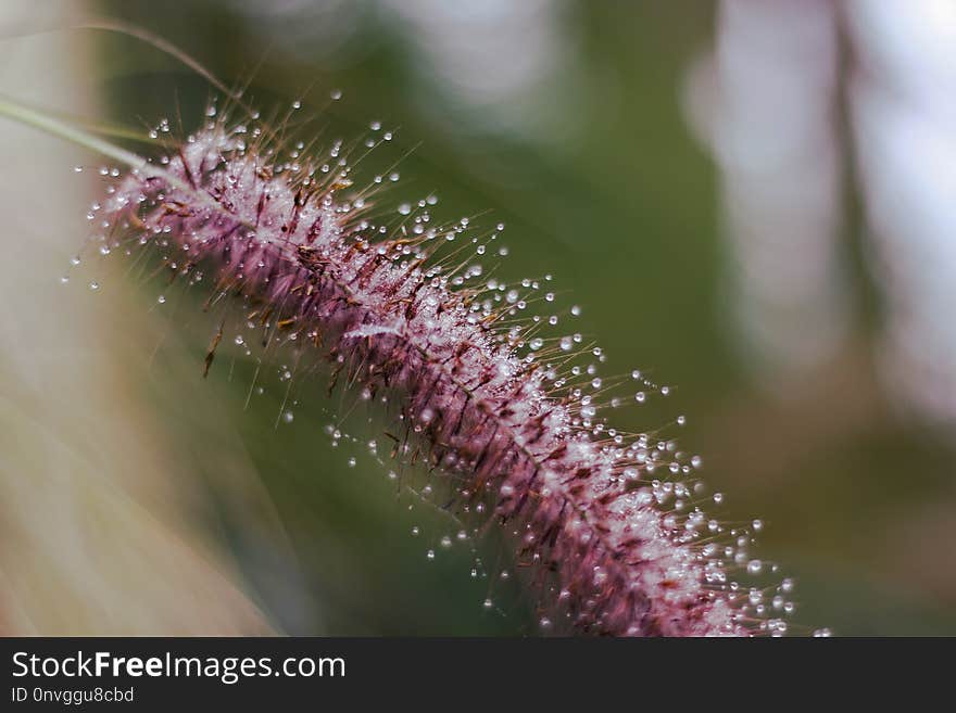 Close Up, Flora, Macro Photography, Flower