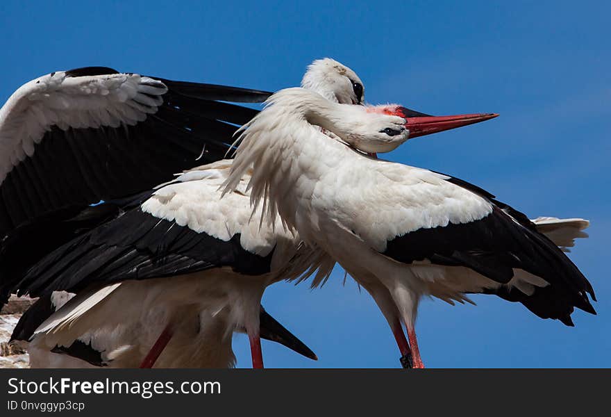 White Stork, Stork, Bird, Beak