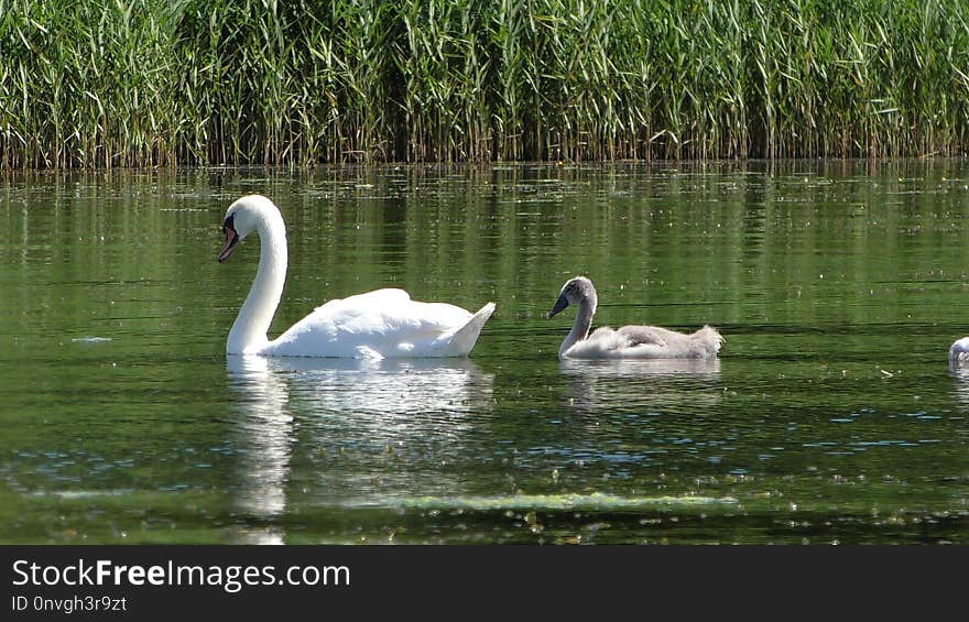 Swan, Bird, Water Bird, Waterway