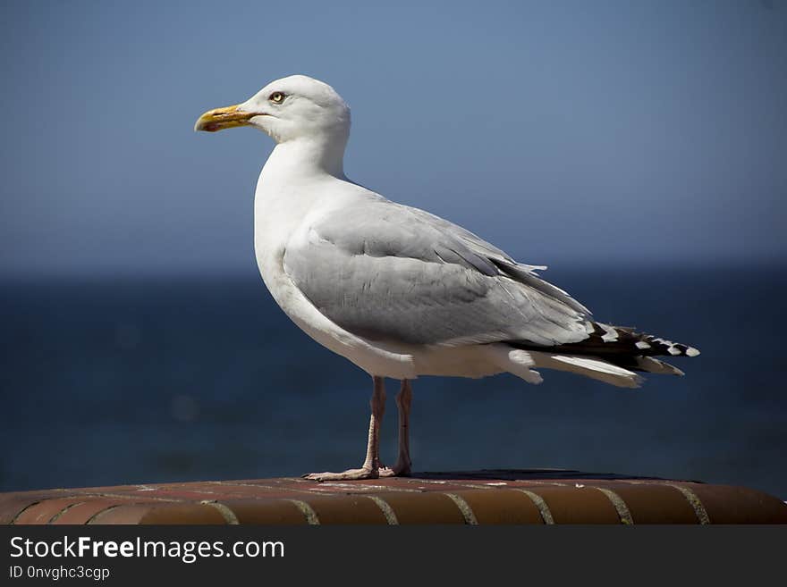 Bird, Gull, European Herring Gull, Seabird