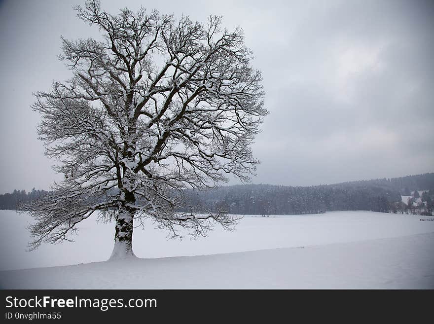 Winter, Snow, Tree, Sky