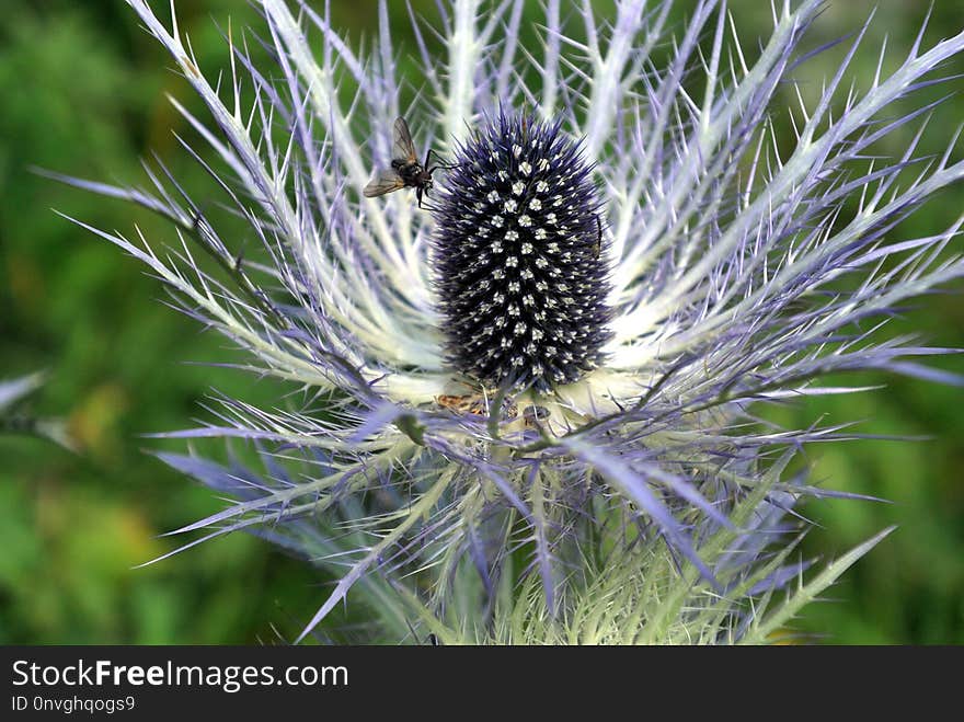 Plant, Flora, Thistle, Vegetation