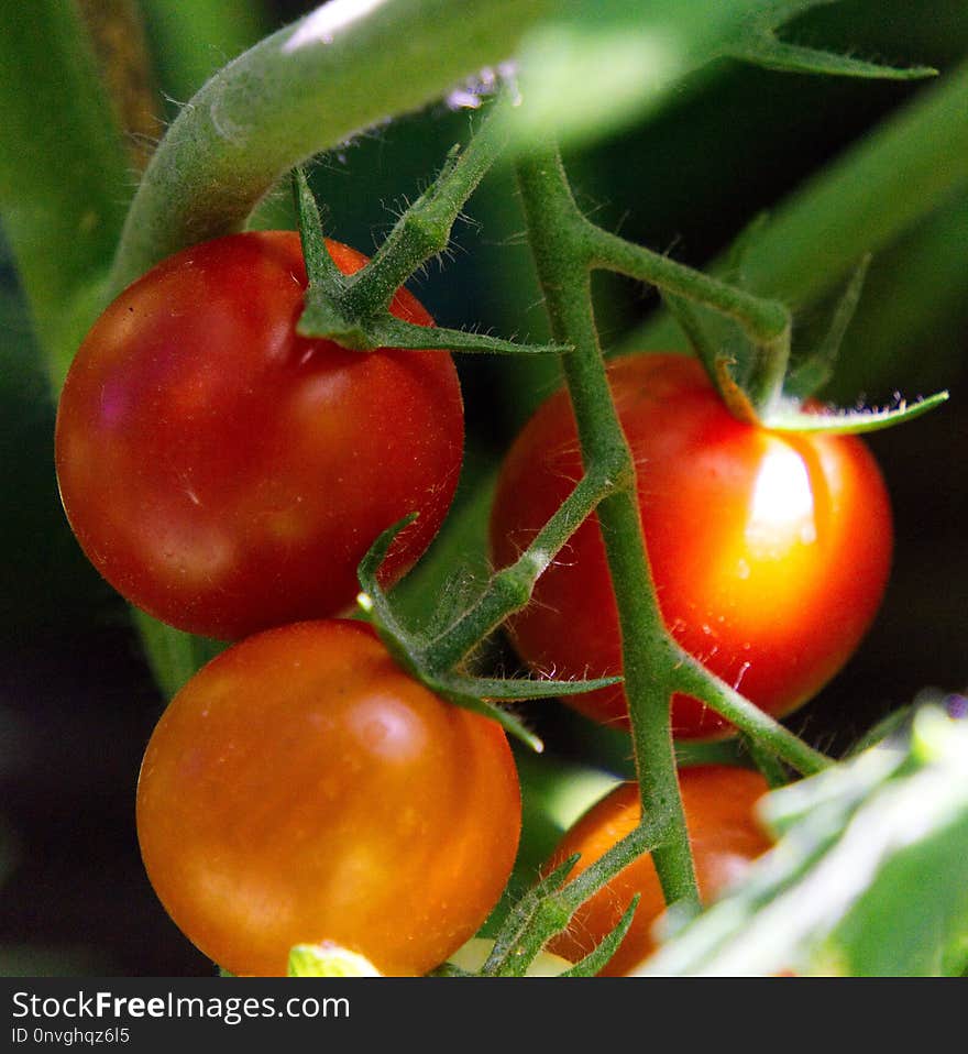 Natural Foods, Vegetable, Local Food, Tomato