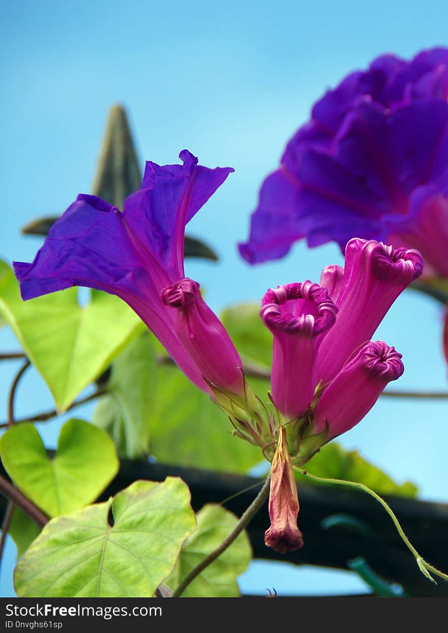 Flower, Plant, Purple, Flora