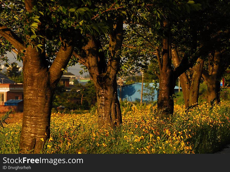 Nature, Tree, Vegetation, Light