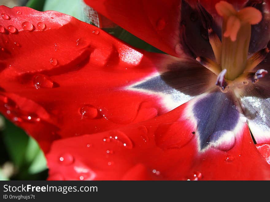 Flower, Red, Flora, Petal