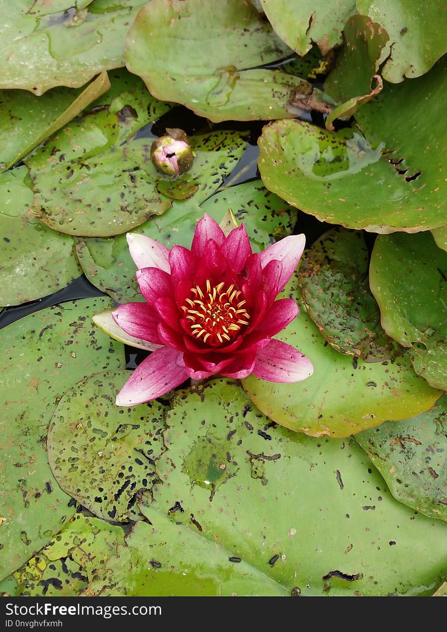 Flower, Plant, Flora, Aquatic Plant