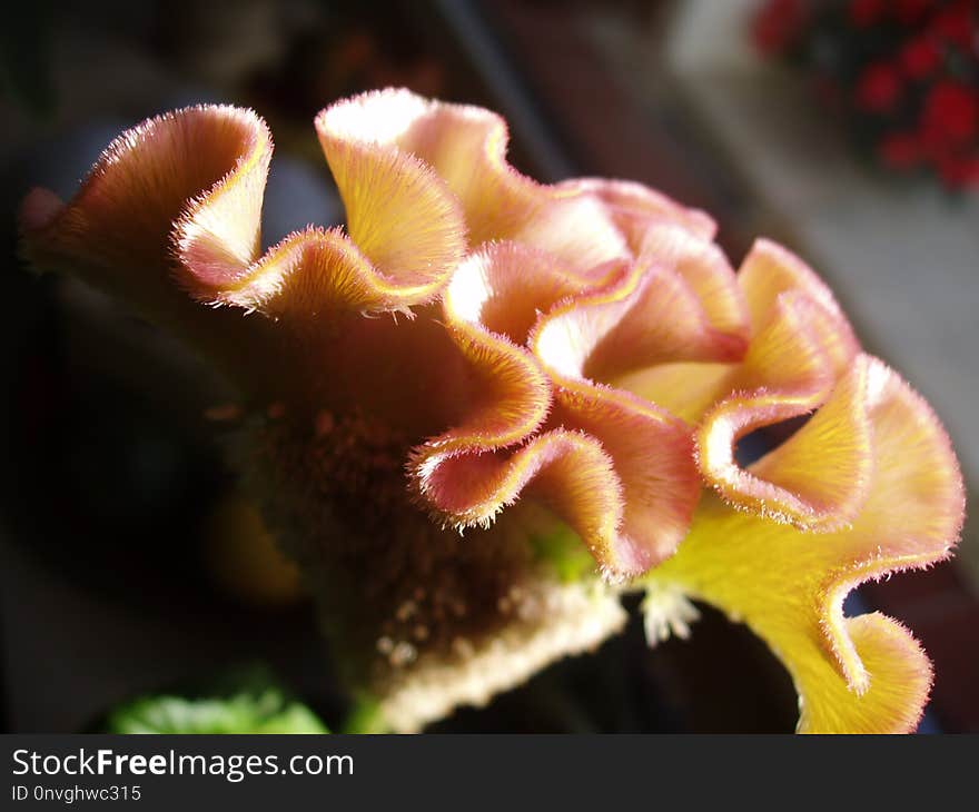 Flower, Close Up, Flora, Macro Photography