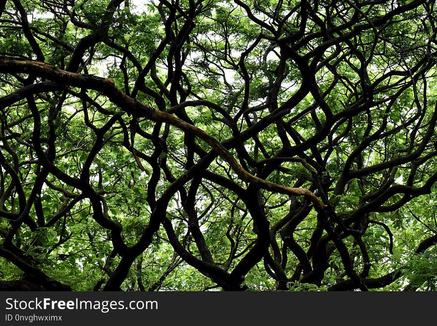 Tree, Branch, Vegetation, Leaf