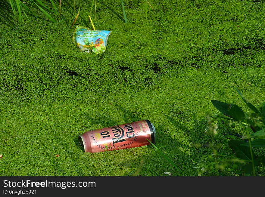 Green, Nature, Grass, Vegetation