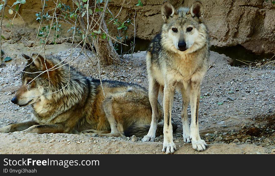 Wildlife, Wolf, Fauna, Dog Like Mammal