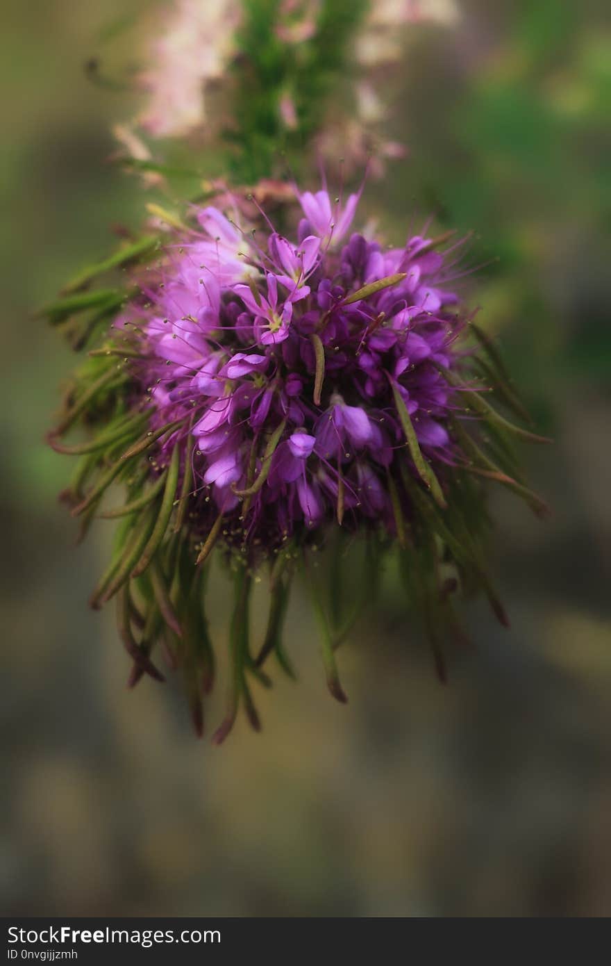 Flower, Flora, Purple, Plant