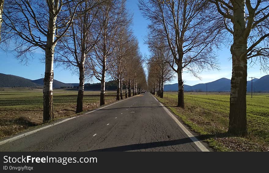 Road, Path, Tree, Sky