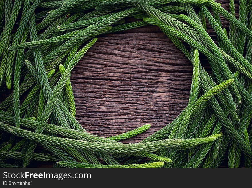 Cycle leaves frame on wood table. Cycle leaves frame on wood table