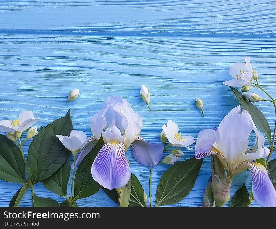 Beautiful flower of iris blossom a blue wooden background bouquet romance. Beautiful flower of iris blossom a blue wooden background bouquet romance