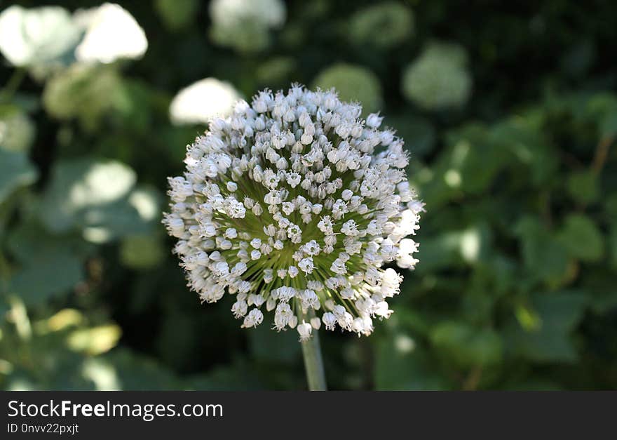 Plant, Flora, Flower, Apiales