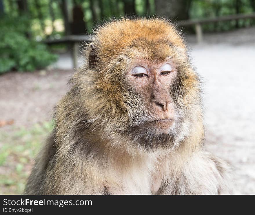 Macaque, Mammal, Fauna, Primate