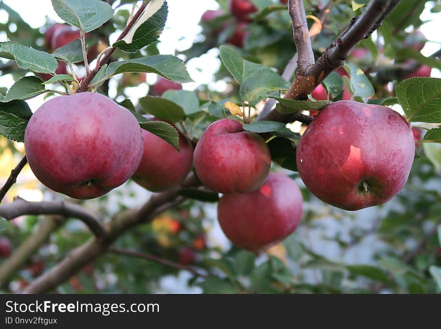 Fruit, Apple, Fruit Tree, Plant