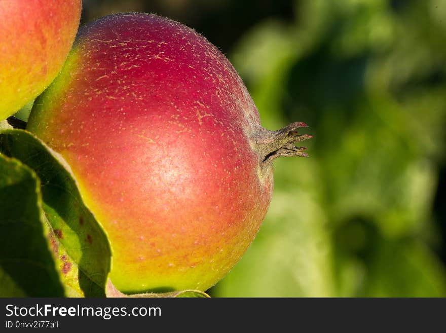 Fruit, Local Food, Close Up, Apple