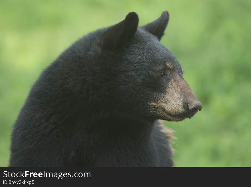 American Black Bear, Bear, Terrestrial Animal, Mammal