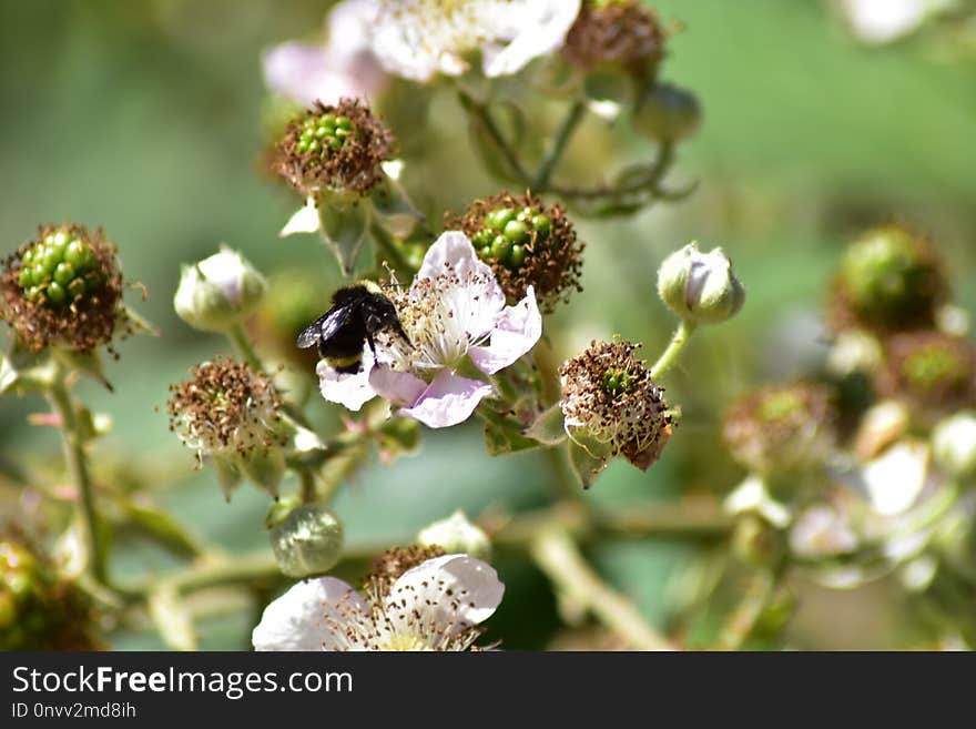 Flower, Flora, Spring, Plant