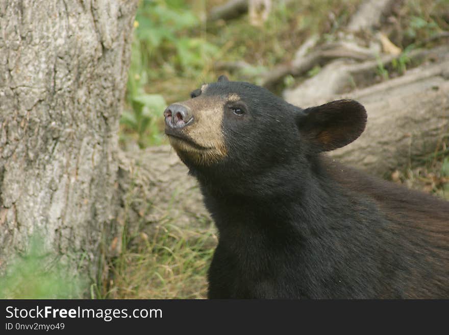 American Black Bear, Terrestrial Animal, Mammal, Bear