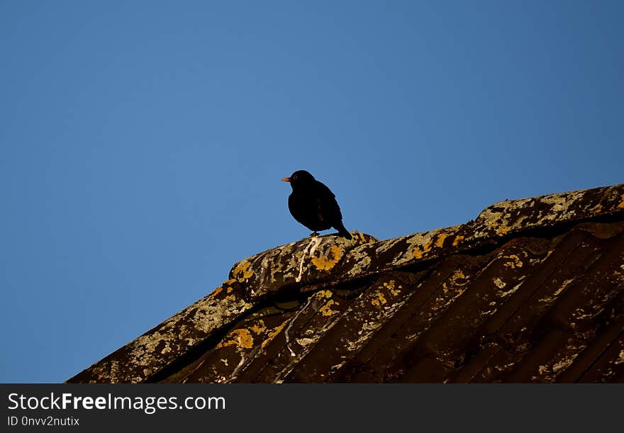 Sky, Bird, Fauna, Beak