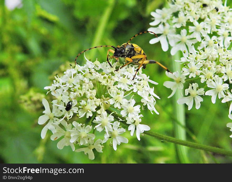 Parsley Family, Cow Parsley, Flora, Bee