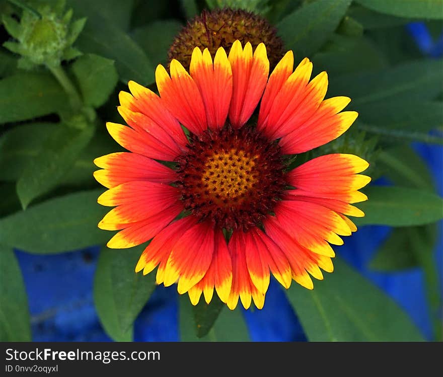 Flower, Blanket Flowers, Wildflower, Coneflower