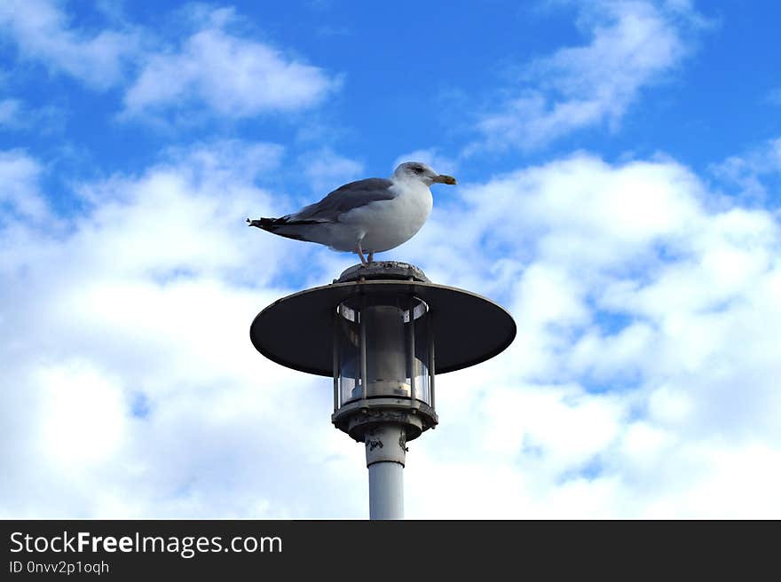 Sky, Bird, Seabird, Beak