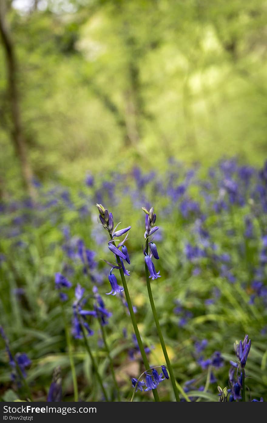 Plant, Flora, Flower, Lavender