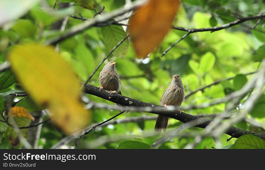 Bird, Fauna, Branch, Beak