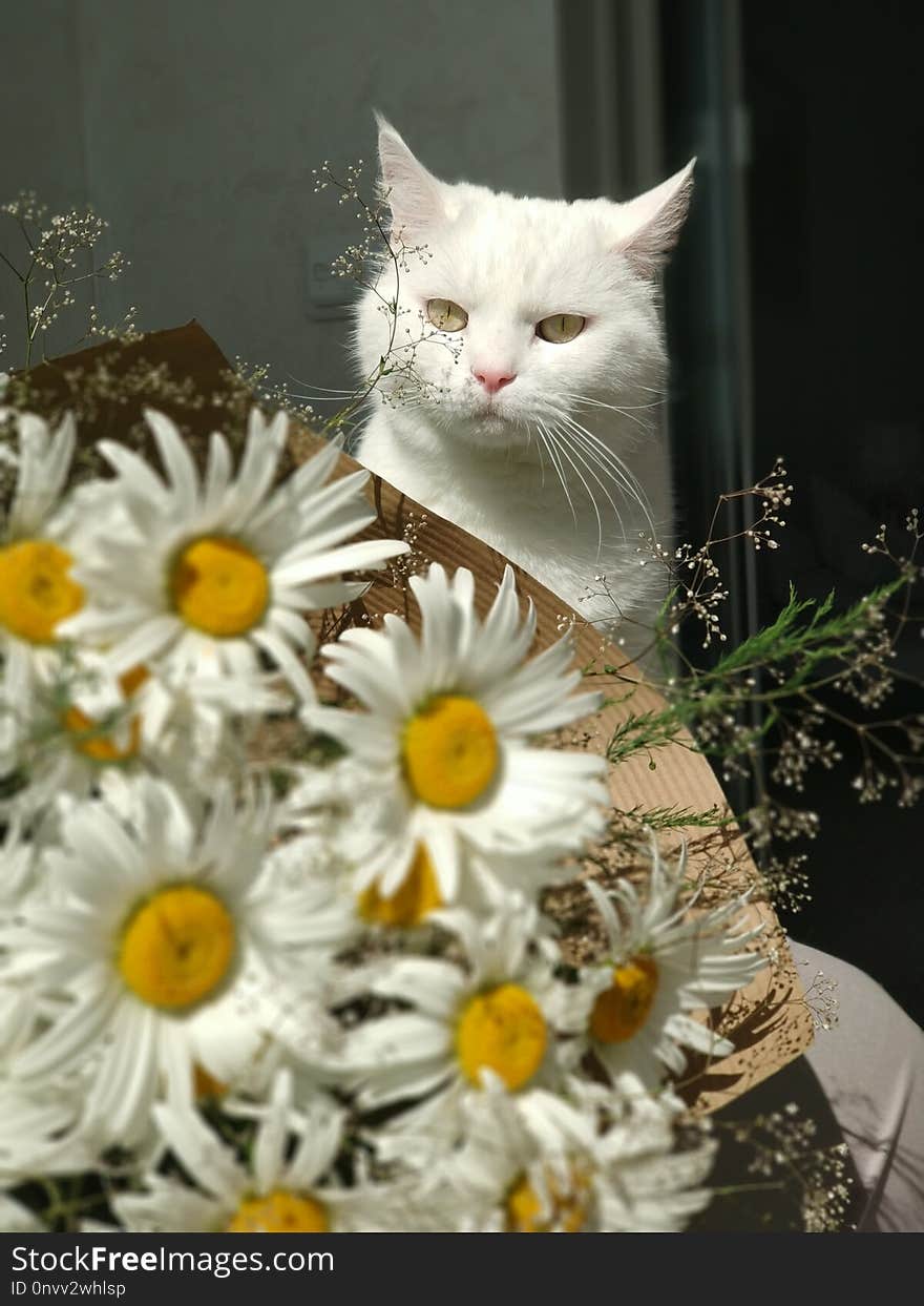 Cat, Flower, Small To Medium Sized Cats, Yellow