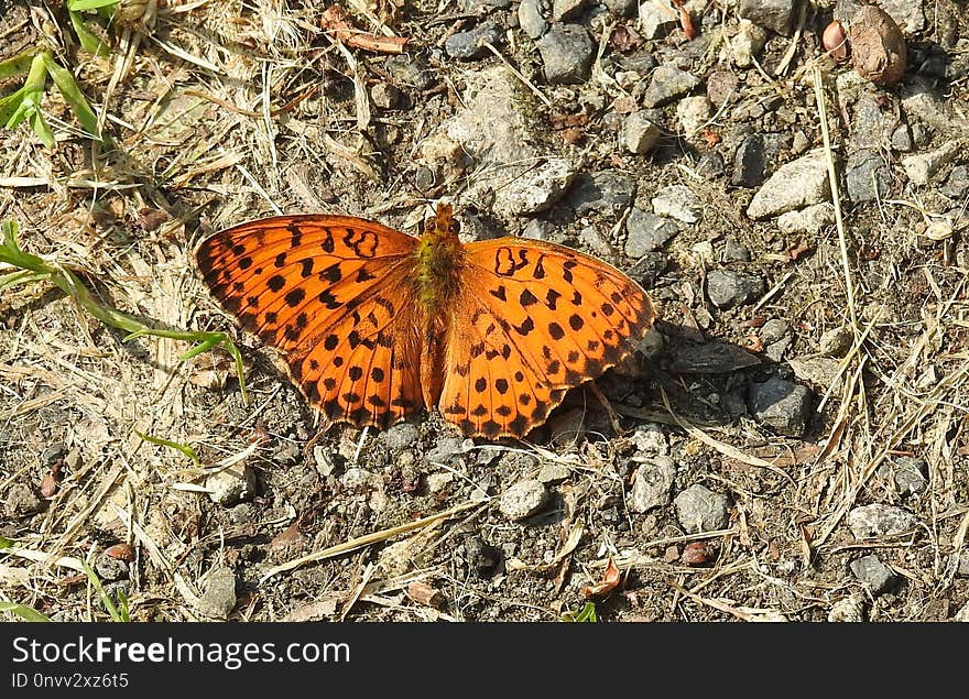 Butterfly, Moths And Butterflies, Invertebrate, Brush Footed Butterfly