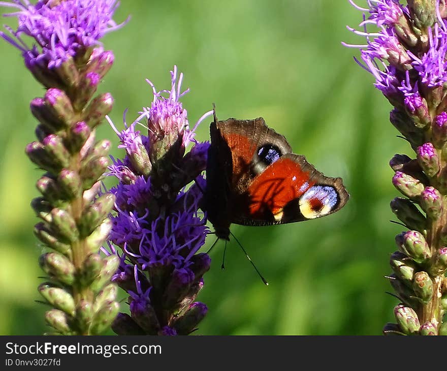 Butterfly, Nectar, Insect, Brush Footed Butterfly