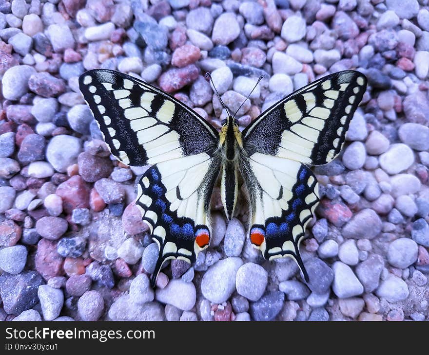 Butterfly, Moths And Butterflies, Insect, Invertebrate