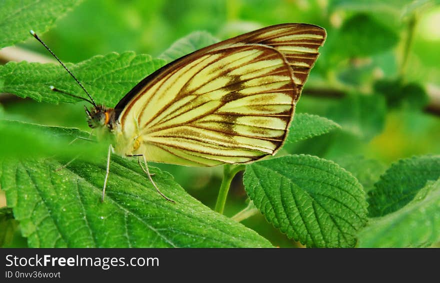 Butterfly, Insect, Moths And Butterflies, Brush Footed Butterfly