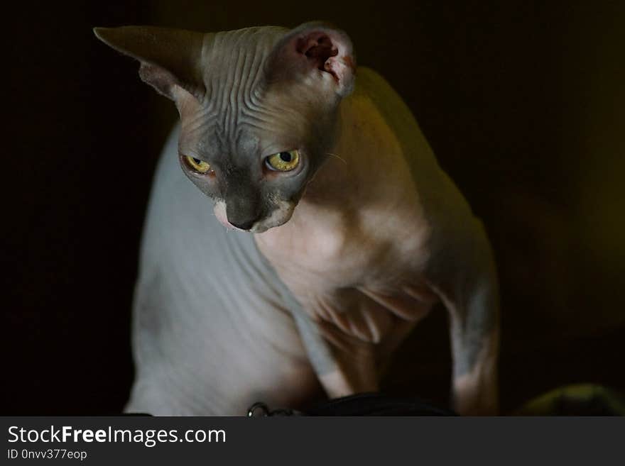 Cat, Hairless Cat, Donskoy, Sphynx