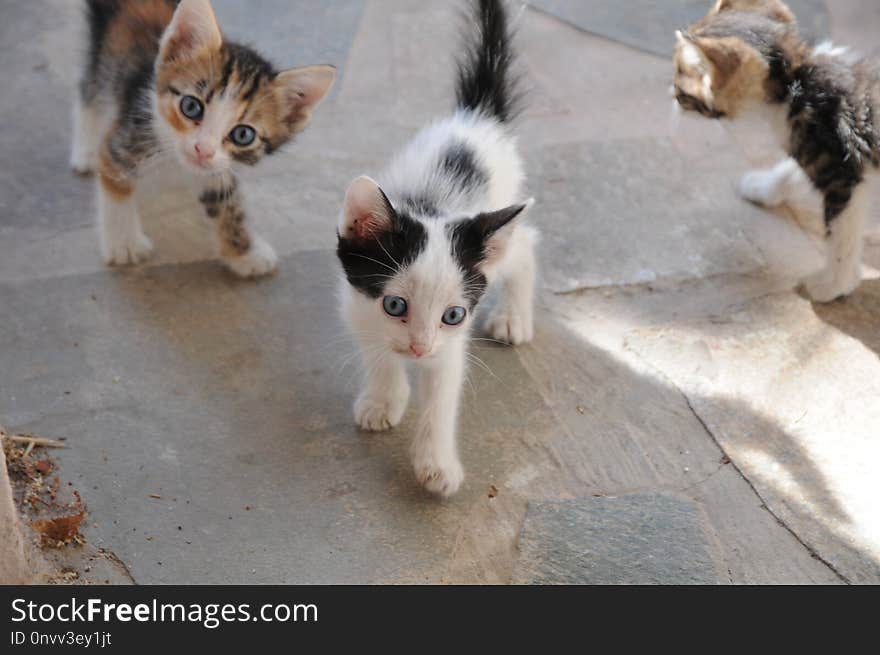 Cat, Small To Medium Sized Cats, Cat Like Mammal, Kitten