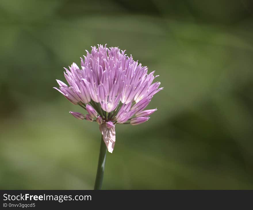 Flower, Purple, Plant, Chives